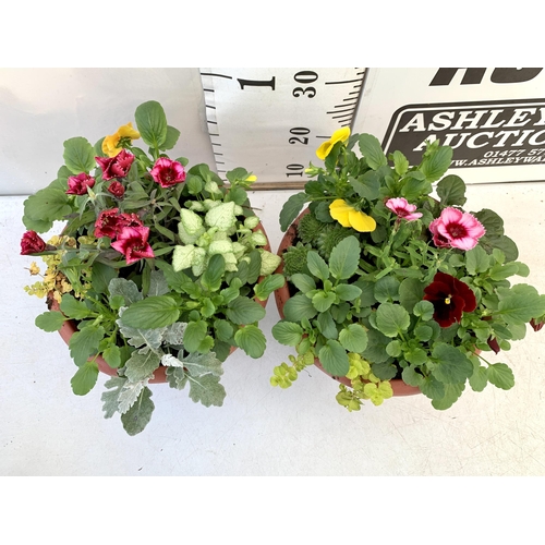 77 - TWO PLANTERS FILLED WITH WINTER BEDDING TO INCLUDE PANSIES, SILVER CINERARIA, DIANTHUS, SEMPERVIVUMS... 