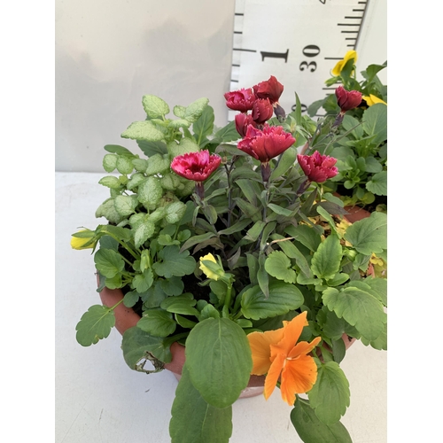 77 - TWO PLANTERS FILLED WITH WINTER BEDDING TO INCLUDE PANSIES, SILVER CINERARIA, DIANTHUS, SEMPERVIVUMS... 