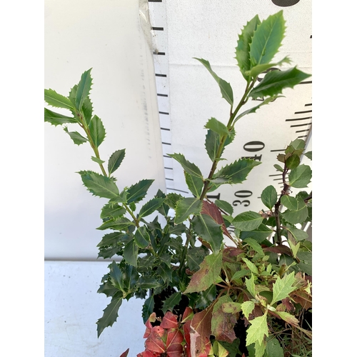 79 - ONE 7LTR PLANTER FILLED WITH WINTER SHRUBS TO INCLUDE A PHOTINIA, TWO HOLLIES AND THYME ETC AND WINT... 