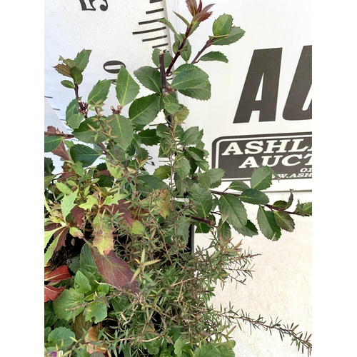 79 - ONE 7LTR PLANTER FILLED WITH WINTER SHRUBS TO INCLUDE A PHOTINIA, TWO HOLLIES AND THYME ETC AND WINT... 