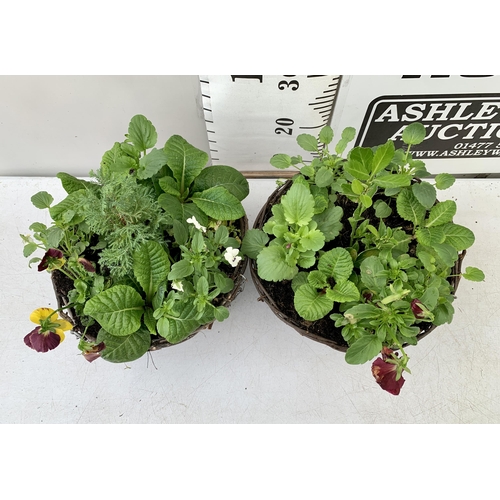 86 - TWO RATTAN HANGING BASKETS FILLED WITH WINTER BEDDING FLOWERS INCLUDING PANSIES ETC. 30CM IN DIAMETE... 