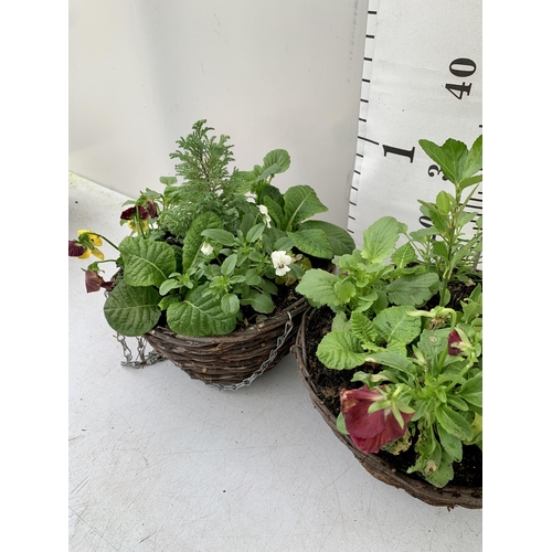 86 - TWO RATTAN HANGING BASKETS FILLED WITH WINTER BEDDING FLOWERS INCLUDING PANSIES ETC. 30CM IN DIAMETE... 