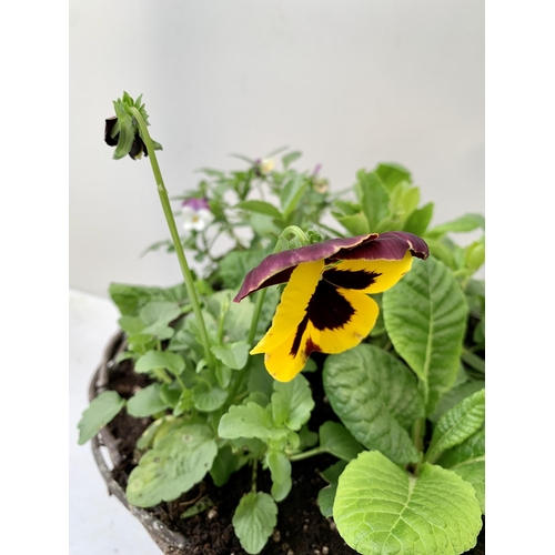 87 - TWO RATTAN HANGING BASKETS FILLED WITH WINTER BEDDING FLOWERS INCLUDING PANSIES ETC. 30CM IN DIAMETE... 