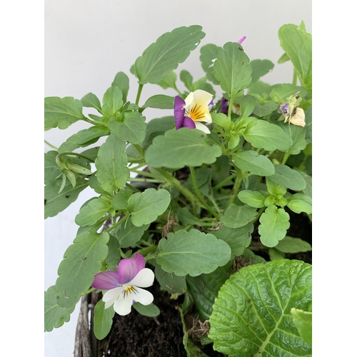 87 - TWO RATTAN HANGING BASKETS FILLED WITH WINTER BEDDING FLOWERS INCLUDING PANSIES ETC. 30CM IN DIAMETE... 