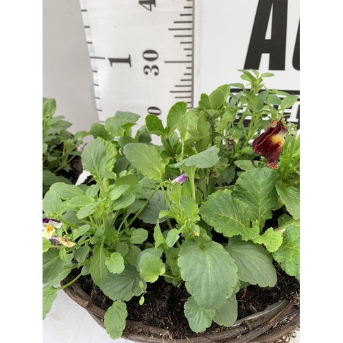 87 - TWO RATTAN HANGING BASKETS FILLED WITH WINTER BEDDING FLOWERS INCLUDING PANSIES ETC. 30CM IN DIAMETE... 