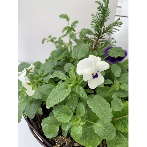 88 - TWO RATTAN HANGING BASKETS FILLED WITH WINTER BEDDING FLOWERS INCLUDING PANSIES ETC. 30CM IN DIAMETE... 