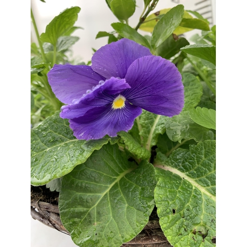 88 - TWO RATTAN HANGING BASKETS FILLED WITH WINTER BEDDING FLOWERS INCLUDING PANSIES ETC. 30CM IN DIAMETE... 