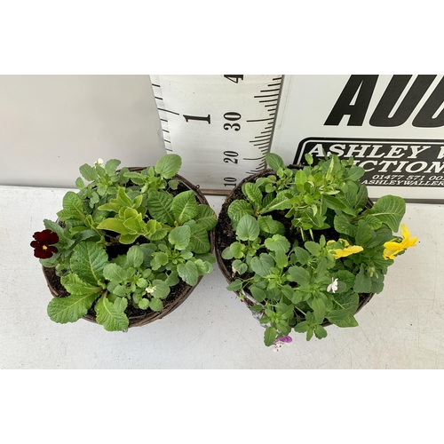 9 - TWO RATTAN HANGING BASKETS FILLED WITH WINTER BEDDING FLOWERS INCLUDING PANSIES ETC. 30CM IN DIAMETE... 