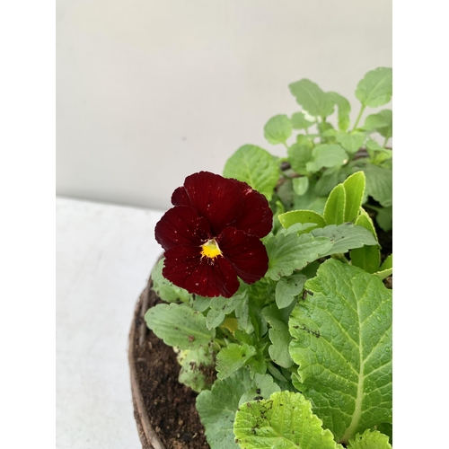 9 - TWO RATTAN HANGING BASKETS FILLED WITH WINTER BEDDING FLOWERS INCLUDING PANSIES ETC. 30CM IN DIAMETE... 