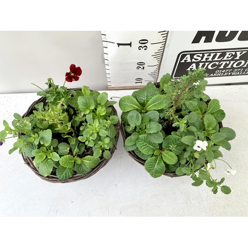 96 - TWO RATTAN HANGING BASKETS FILLED WITH WINTER BEDDING FLOWERS INCLUDING PANSIES ETC. 30CM IN DIAMETE... 