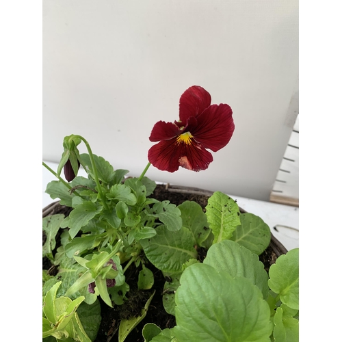 96 - TWO RATTAN HANGING BASKETS FILLED WITH WINTER BEDDING FLOWERS INCLUDING PANSIES ETC. 30CM IN DIAMETE... 