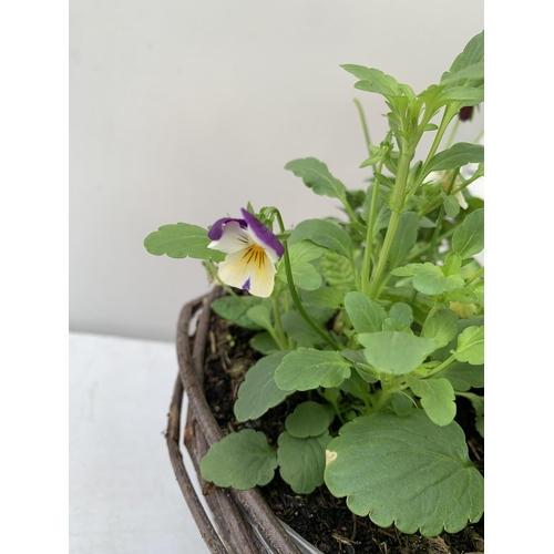 96 - TWO RATTAN HANGING BASKETS FILLED WITH WINTER BEDDING FLOWERS INCLUDING PANSIES ETC. 30CM IN DIAMETE... 