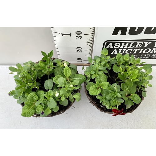 97 - TWO RATTAN HANGING BASKETS FILLED WITH WINTER BEDDING FLOWERS INCLUDING PANSIES ETC. 30CM IN DIAMETE... 