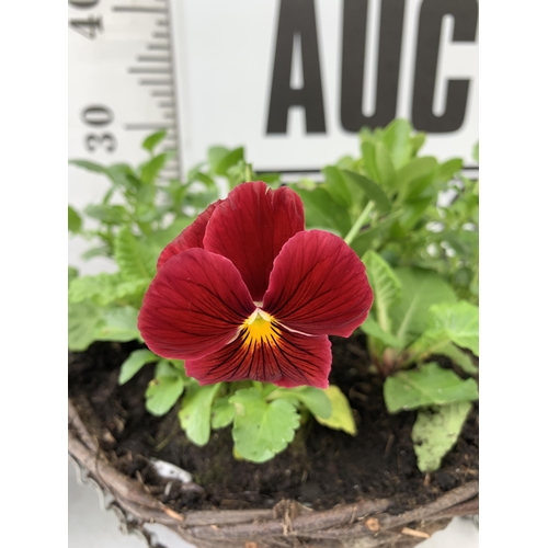 97 - TWO RATTAN HANGING BASKETS FILLED WITH WINTER BEDDING FLOWERS INCLUDING PANSIES ETC. 30CM IN DIAMETE... 