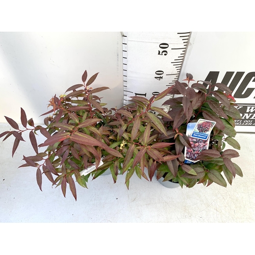 98 - TWO LEUCOTHOE 'DARK DIAMOND' AND 'BURNING LOVE' IN 3 LTR POTS 50CM TALL PLUS VAT TO BE SOLD FOR THE ... 