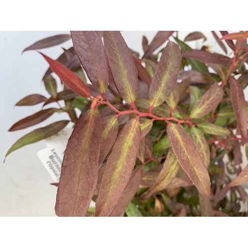 98 - TWO LEUCOTHOE 'DARK DIAMOND' AND 'BURNING LOVE' IN 3 LTR POTS 50CM TALL PLUS VAT TO BE SOLD FOR THE ... 