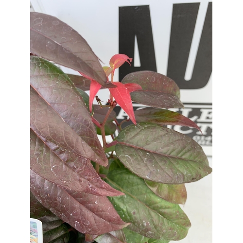 98 - TWO LEUCOTHOE 'DARK DIAMOND' AND 'BURNING LOVE' IN 3 LTR POTS 50CM TALL PLUS VAT TO BE SOLD FOR THE ... 