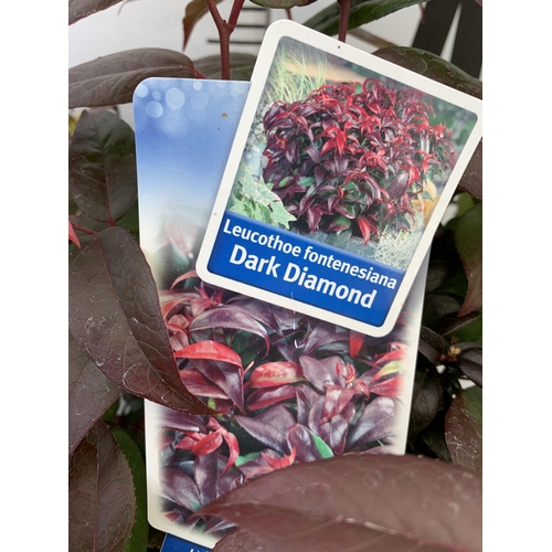 98 - TWO LEUCOTHOE 'DARK DIAMOND' AND 'BURNING LOVE' IN 3 LTR POTS 50CM TALL PLUS VAT TO BE SOLD FOR THE ... 