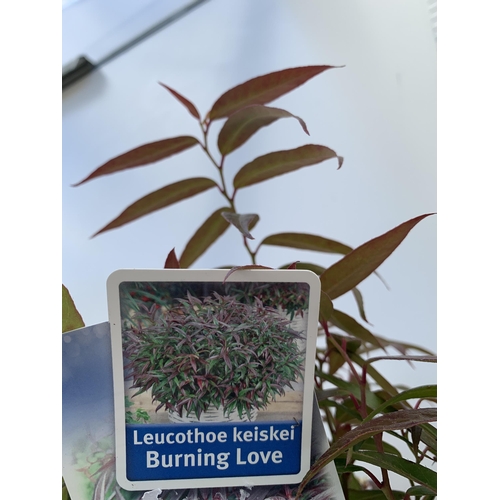 98 - TWO LEUCOTHOE 'DARK DIAMOND' AND 'BURNING LOVE' IN 3 LTR POTS 50CM TALL PLUS VAT TO BE SOLD FOR THE ... 