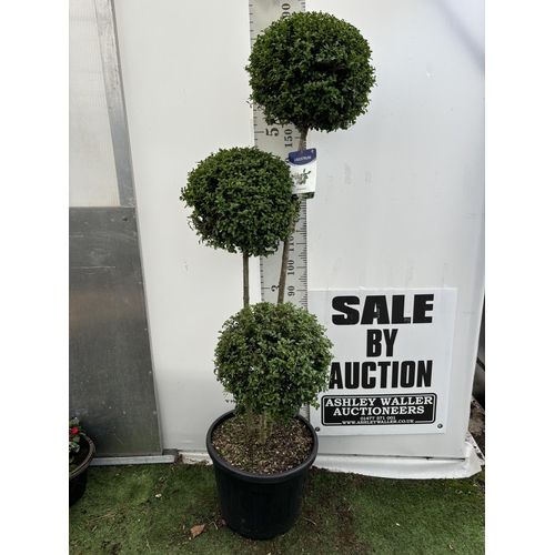 1 - A LIGUSTRUM JONANDRUM TRIOBA POM POM TREE 185CM TALL IN A 35 LITRE POT PLUS VAT