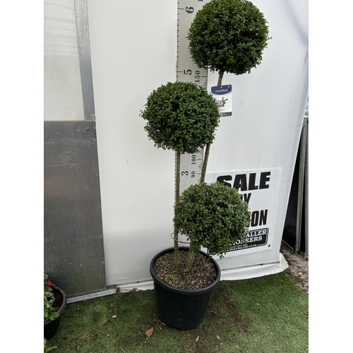 1 - A LIGUSTRUM JONANDRUM TRIOBA POM POM TREE 185CM TALL IN A 35 LITRE POT PLUS VAT