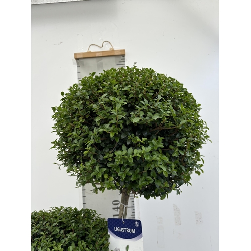 1 - A LIGUSTRUM JONANDRUM TRIOBA POM POM TREE 185CM TALL IN A 35 LITRE POT PLUS VAT