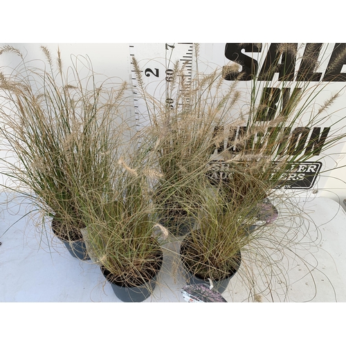 104 - FIVE ORNAMENTAL PENNISETUM GRASSES IN 3 LTR POTS. APPROX 80-90CM IN HEIGHT PLUS VAT TO BE SOLD FOR T... 