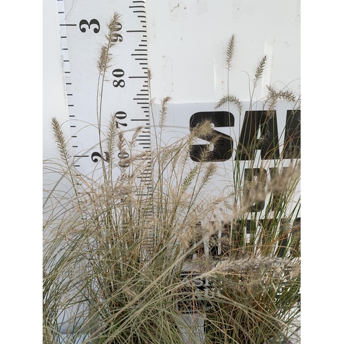 104 - FIVE ORNAMENTAL PENNISETUM GRASSES IN 3 LTR POTS. APPROX 80-90CM IN HEIGHT PLUS VAT TO BE SOLD FOR T... 