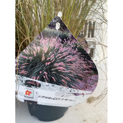 104 - FIVE ORNAMENTAL PENNISETUM GRASSES IN 3 LTR POTS. APPROX 80-90CM IN HEIGHT PLUS VAT TO BE SOLD FOR T... 