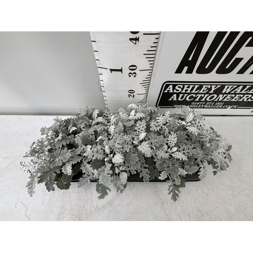 106 - TWELVE SILVER CINERARIA SENECIO MARITIMA 22CM TO BE SOLD FOR THE TWELVE PLUS VAT