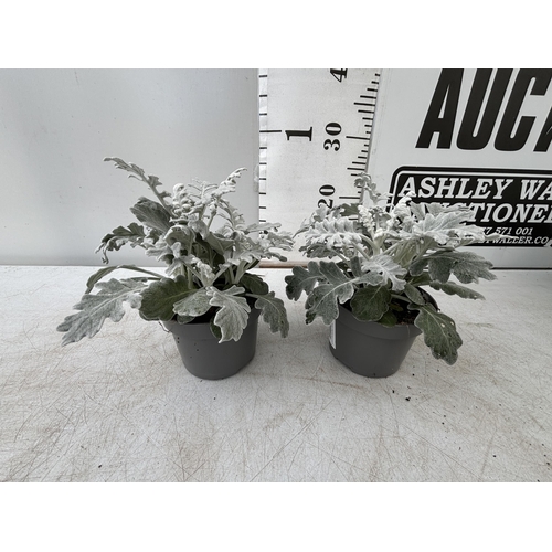 106 - TWELVE SILVER CINERARIA SENECIO MARITIMA 22CM TO BE SOLD FOR THE TWELVE PLUS VAT