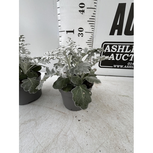 106 - TWELVE SILVER CINERARIA SENECIO MARITIMA 22CM TO BE SOLD FOR THE TWELVE PLUS VAT