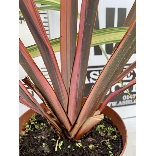 107 - TWO LARGE PHORMIUM TENAX 'RAINBOW QUEEN' AND 'TRICOLOUR' APPROX 80CM IN HEIGHT IN 5 LTR POTS PLUS VA... 