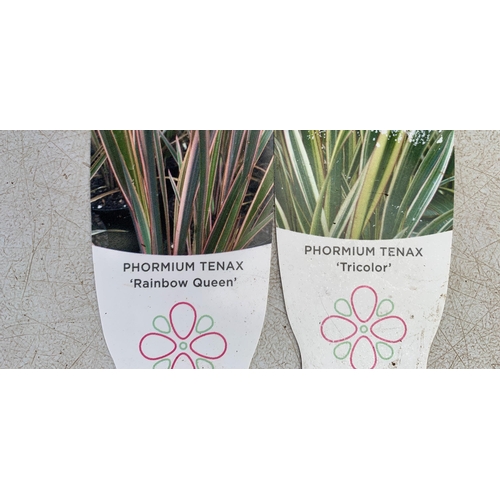 107 - TWO LARGE PHORMIUM TENAX 'RAINBOW QUEEN' AND 'TRICOLOUR' APPROX 80CM IN HEIGHT IN 5 LTR POTS PLUS VA... 