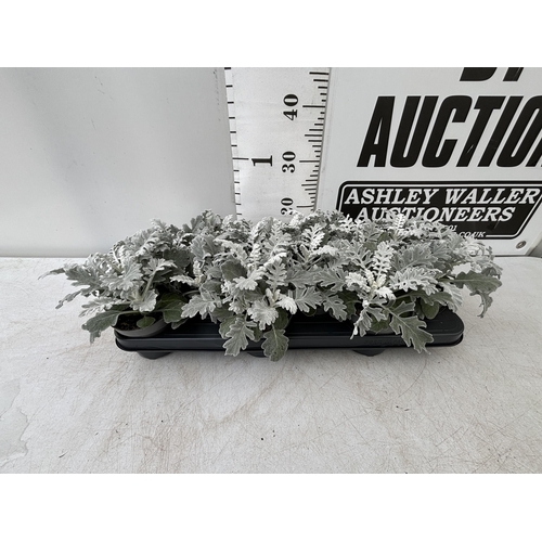 126 - TWELVE SILVER CINERARIA SENECIO MARITIMA 22CM TO BE SOLD FOR THE TWELVE PLUS VAT