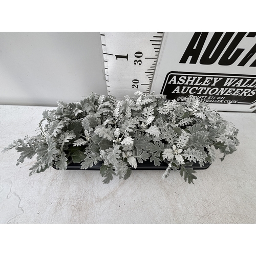 126 - TWELVE SILVER CINERARIA SENECIO MARITIMA 22CM TO BE SOLD FOR THE TWELVE PLUS VAT