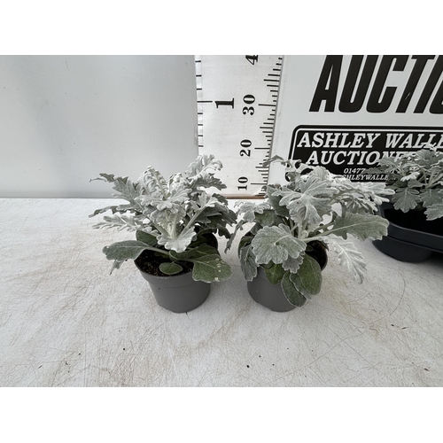 126 - TWELVE SILVER CINERARIA SENECIO MARITIMA 22CM TO BE SOLD FOR THE TWELVE PLUS VAT