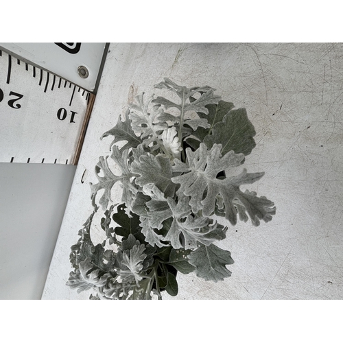 126 - TWELVE SILVER CINERARIA SENECIO MARITIMA 22CM TO BE SOLD FOR THE TWELVE PLUS VAT