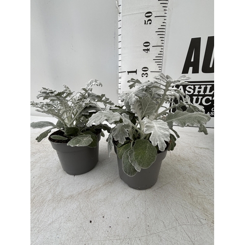 126 - TWELVE SILVER CINERARIA SENECIO MARITIMA 22CM TO BE SOLD FOR THE TWELVE PLUS VAT