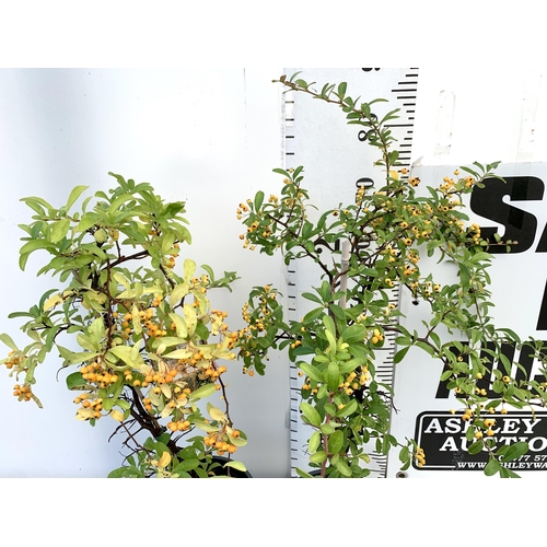 127 - TWO LARGE PYRACANTHA, 'SUNNY STAR' WITH YELLOW BERRIES. APPROX 80-90CM IN HEIGHT IN 7 LTR POTS PLUS ... 