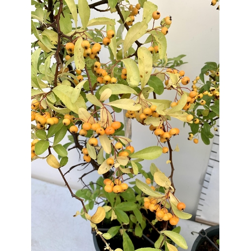 127 - TWO LARGE PYRACANTHA, 'SUNNY STAR' WITH YELLOW BERRIES. APPROX 80-90CM IN HEIGHT IN 7 LTR POTS PLUS ... 