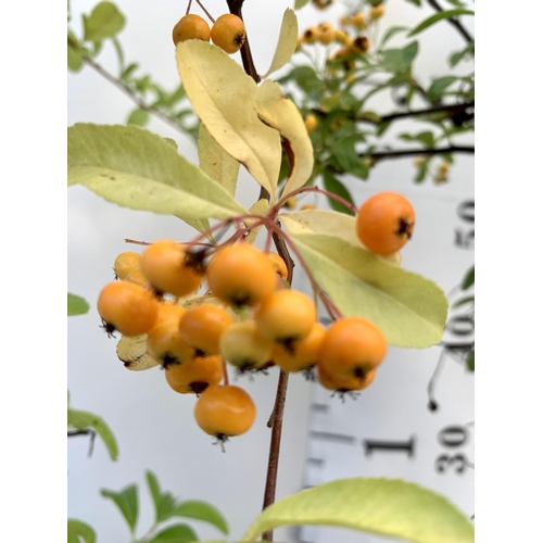 127 - TWO LARGE PYRACANTHA, 'SUNNY STAR' WITH YELLOW BERRIES. APPROX 80-90CM IN HEIGHT IN 7 LTR POTS PLUS ... 