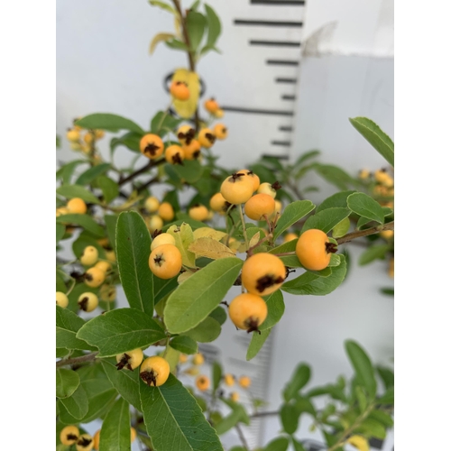 127 - TWO LARGE PYRACANTHA, 'SUNNY STAR' WITH YELLOW BERRIES. APPROX 80-90CM IN HEIGHT IN 7 LTR POTS PLUS ... 