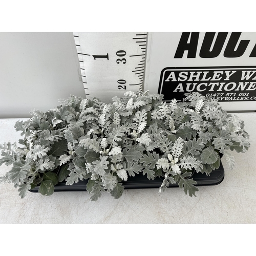 129 - TWELVE SILVER CINERARIA SENECIO MARITIMA 22CM TO BE SOLD FOR THE TWELVE PLUS VAT