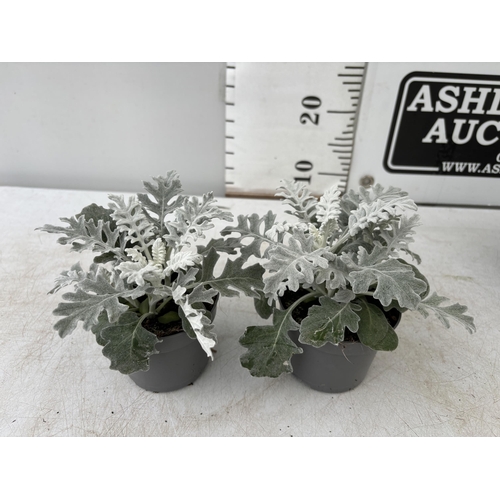 129 - TWELVE SILVER CINERARIA SENECIO MARITIMA 22CM TO BE SOLD FOR THE TWELVE PLUS VAT