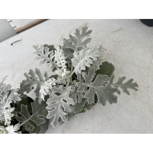 129 - TWELVE SILVER CINERARIA SENECIO MARITIMA 22CM TO BE SOLD FOR THE TWELVE PLUS VAT