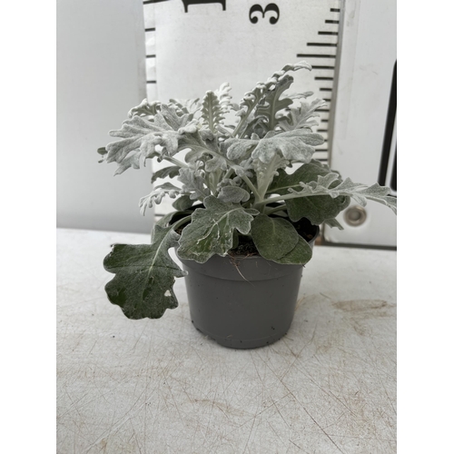 129 - TWELVE SILVER CINERARIA SENECIO MARITIMA 22CM TO BE SOLD FOR THE TWELVE PLUS VAT