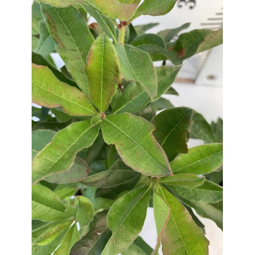 130 - TWO AZALEA MOLLIS ONE 'NABUCCO' IN RED AND ONE 'LUTEUM' IN YELLOW IN 2 LTR POTS. APPROX 40-50CM IN H... 