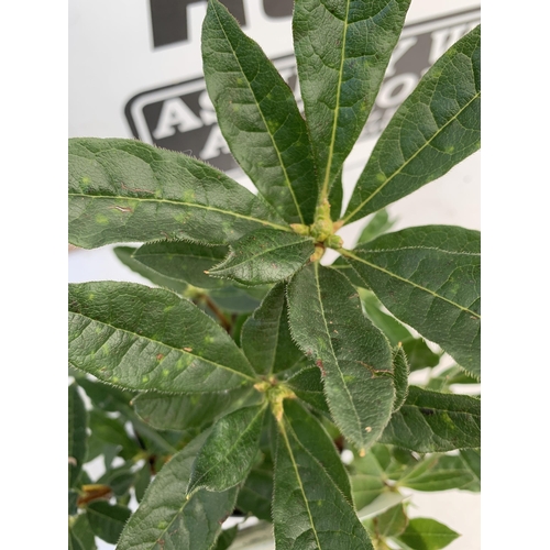 130 - TWO AZALEA MOLLIS ONE 'NABUCCO' IN RED AND ONE 'LUTEUM' IN YELLOW IN 2 LTR POTS. APPROX 40-50CM IN H... 