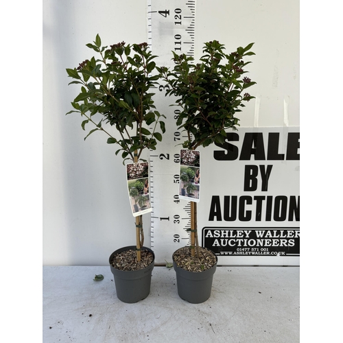 15 - A PAIR OF VIBERNUM TINUS STANDARD TREES 85CM TALL IN THREE LITRE POTS TO BE SOLD FOR THE TWO PLUS VA... 